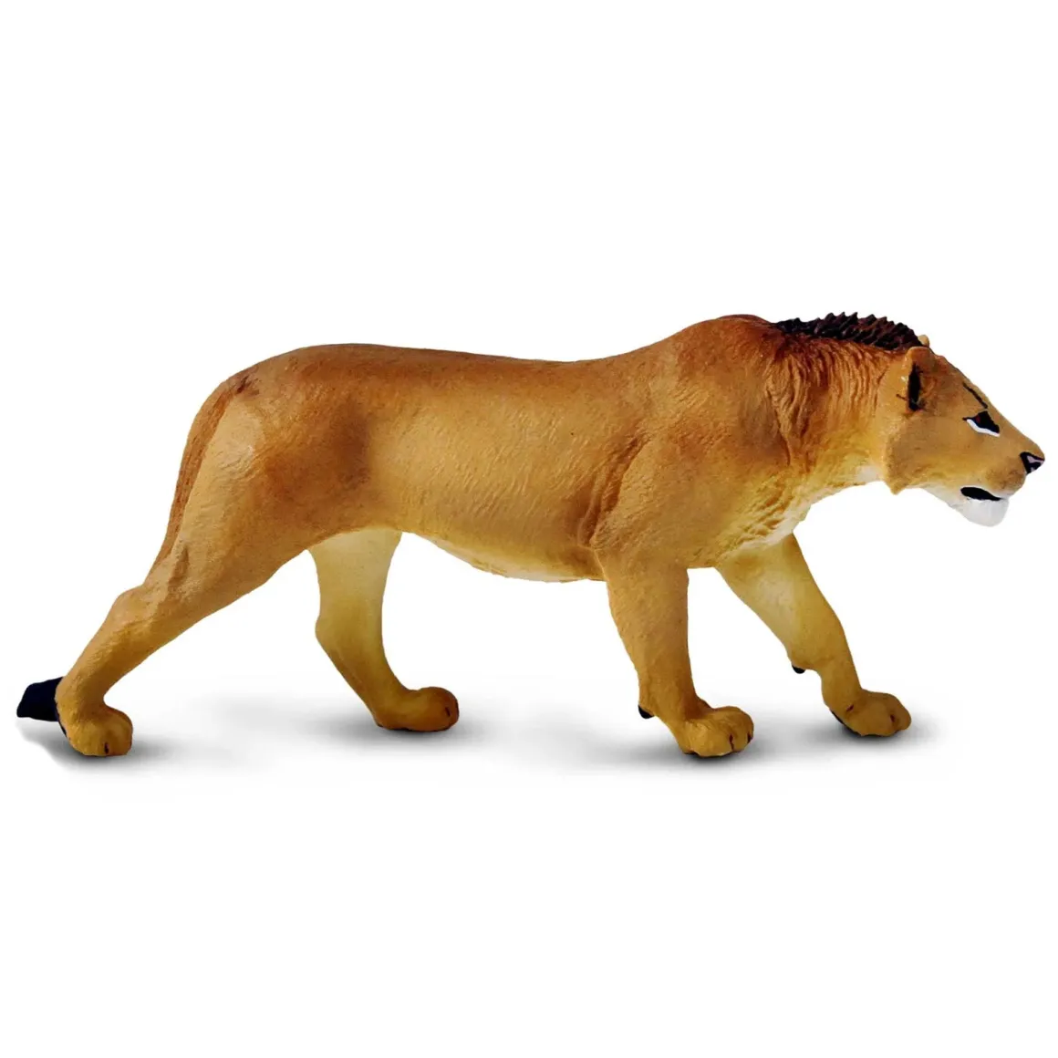 Adolescent Male Lion by Safari
