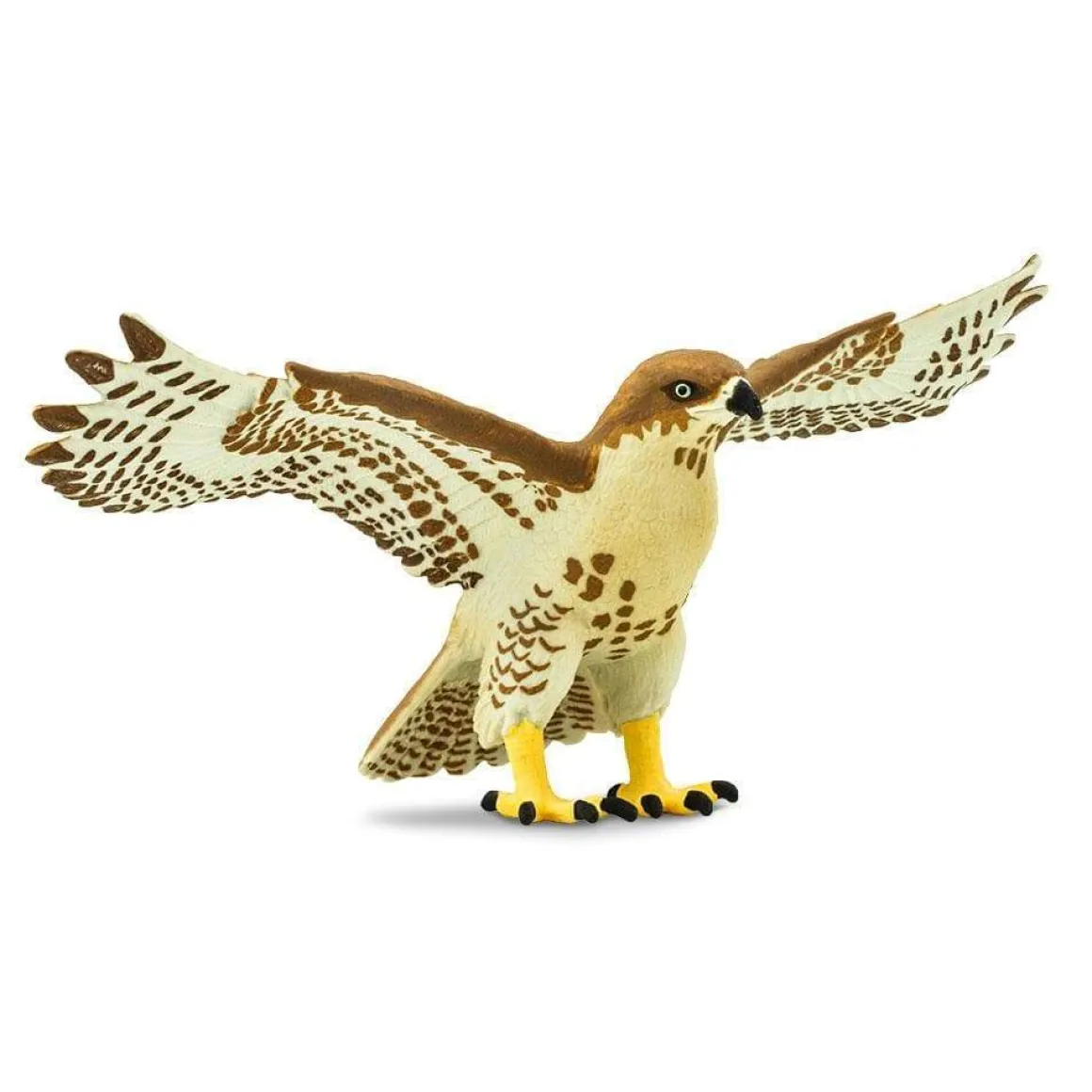 Red-tailed Hawk by Safari