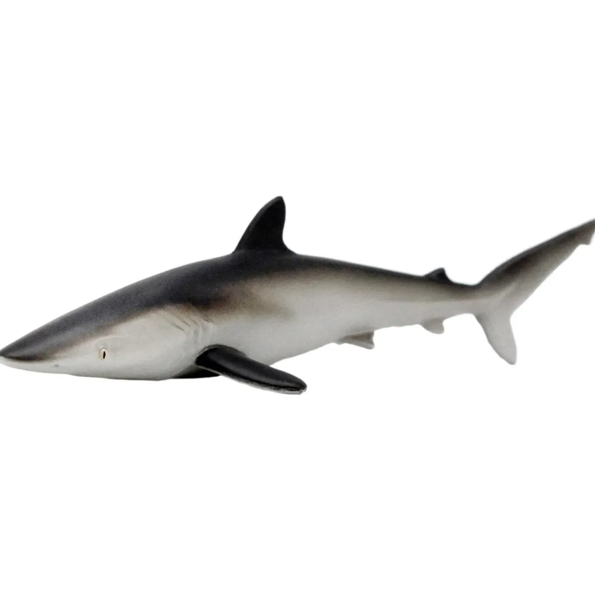 Silky Shark by Safari