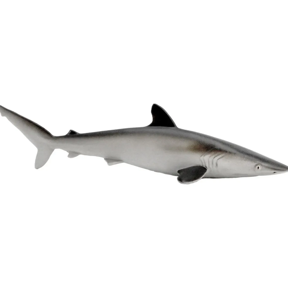 Silky Shark by Safari