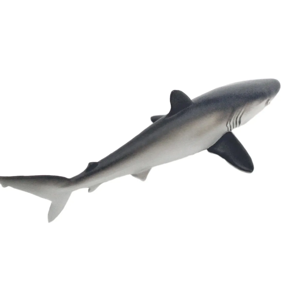 Silky Shark by Safari