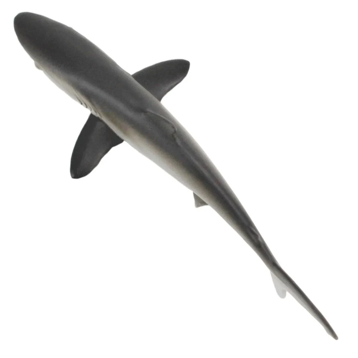 Silky Shark by Safari