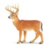 Whitetail Buck by Safari